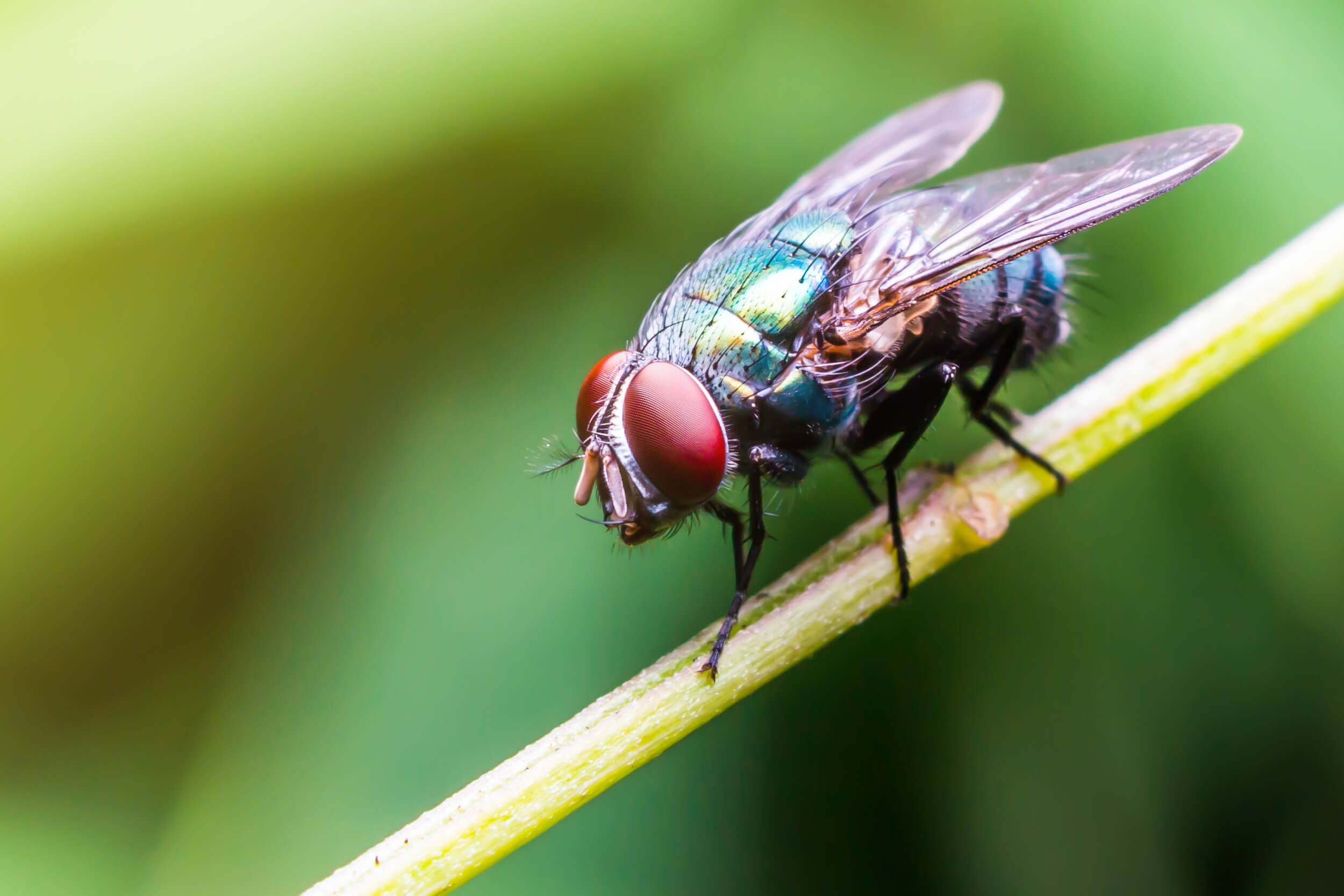 fly on plant