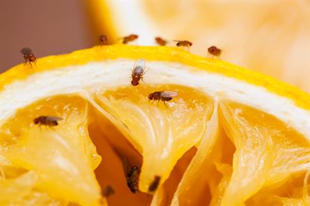 fruit flies on orange slice