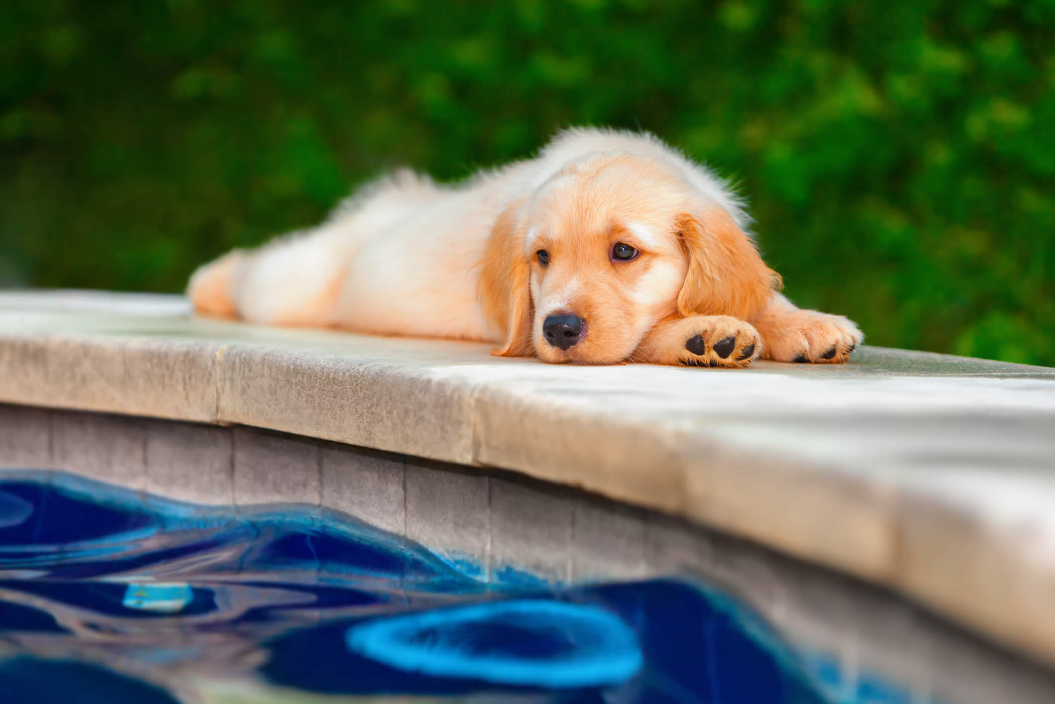 labrador puppy next to pool