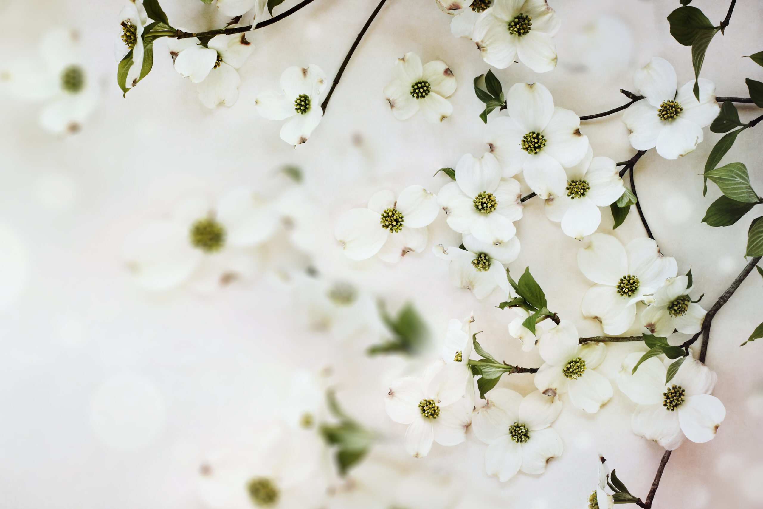 Flowering dogwood tree branches